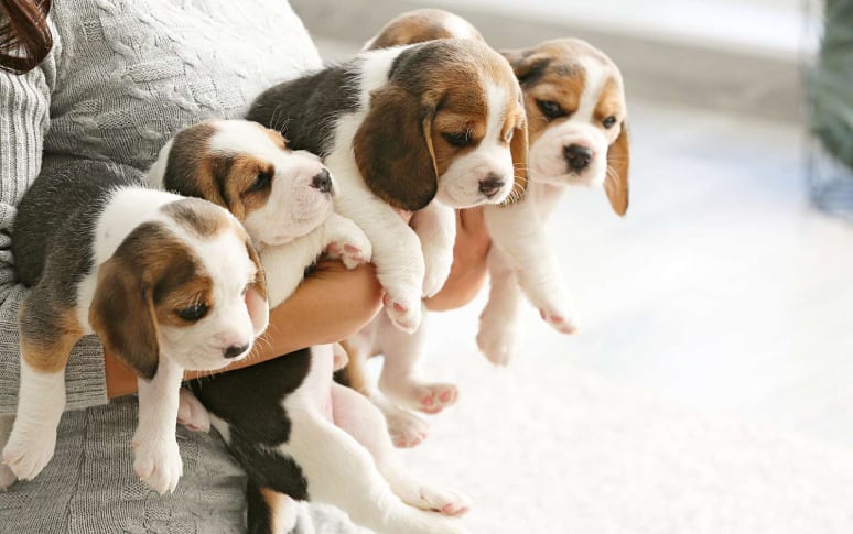 1. Beagle