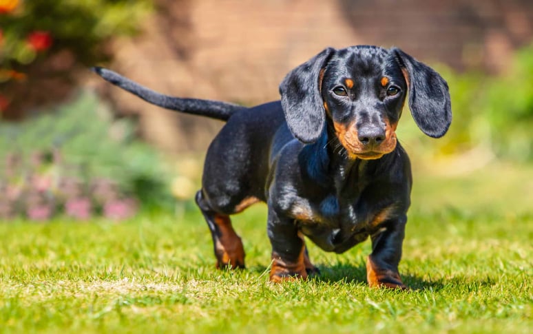 2. Dachshunds