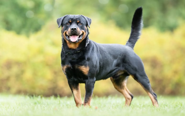 5. Rottweiler