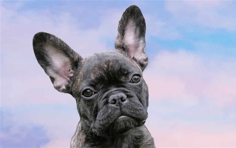 6. French Bulldog