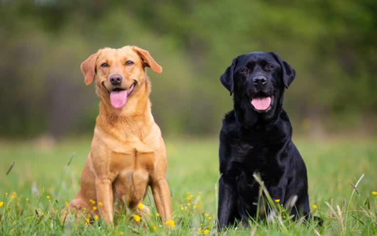 7. Labrador Retriever