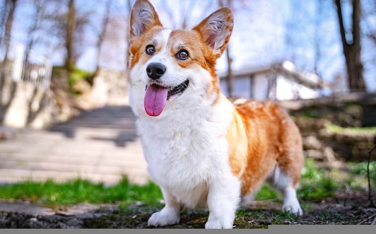 8. Pembroke Welsh Corgis