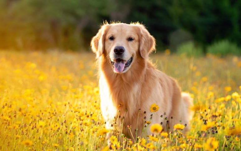 9. Golden Retriever