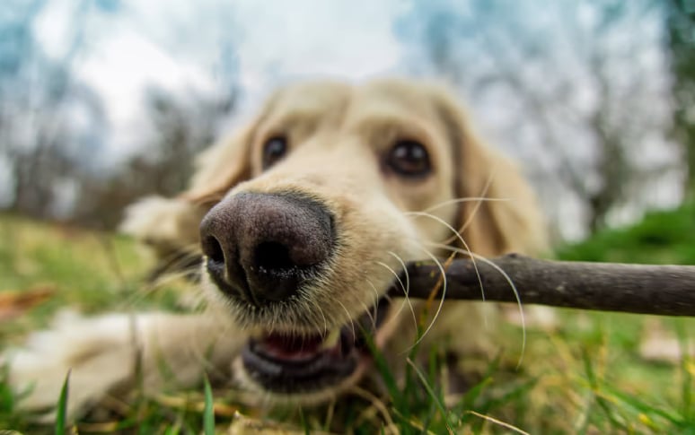 10. Dogs' Wet Noses Help Absorb Scent Chemicals