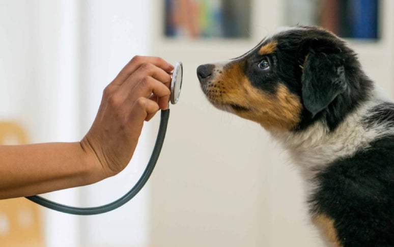 11. Dogs Can Be Trained To Detect Cancer In Humans