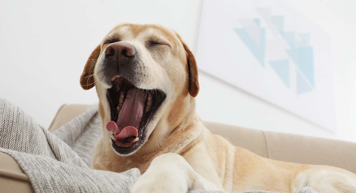 2. Yawning Is Also Contagious For Dogs