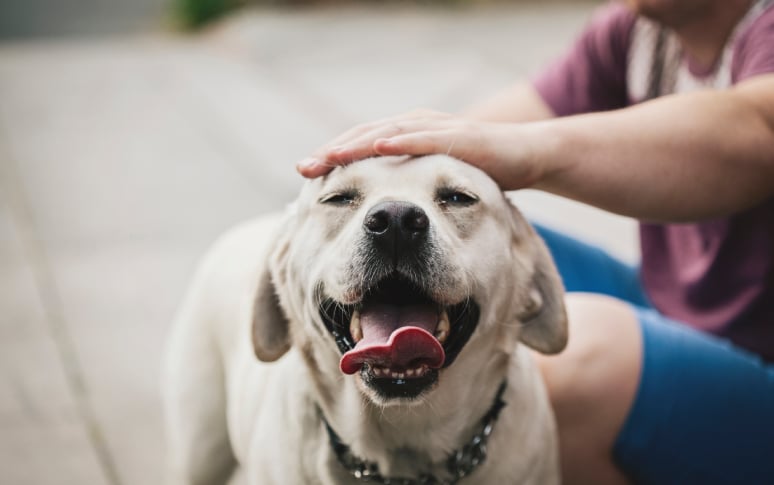 3. Both Human And Dogs' Blood Pressure Go Down When Petting Them