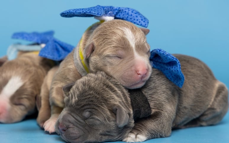 4. All Puppies Are Born Deaf, Blind And Toothless