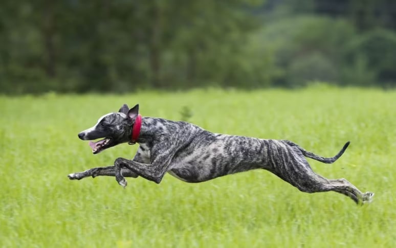 8. Greyhounds Can Beat Cheetahs In A Race