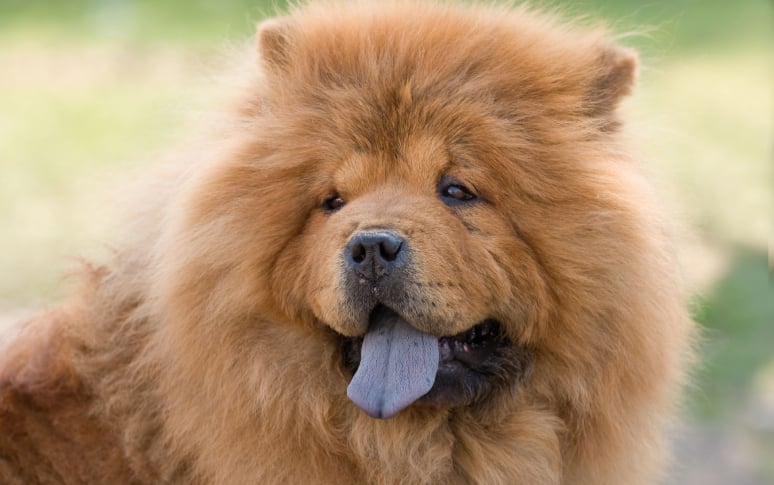 9. Chow Chows And Shar-Peis Have Black Tongues