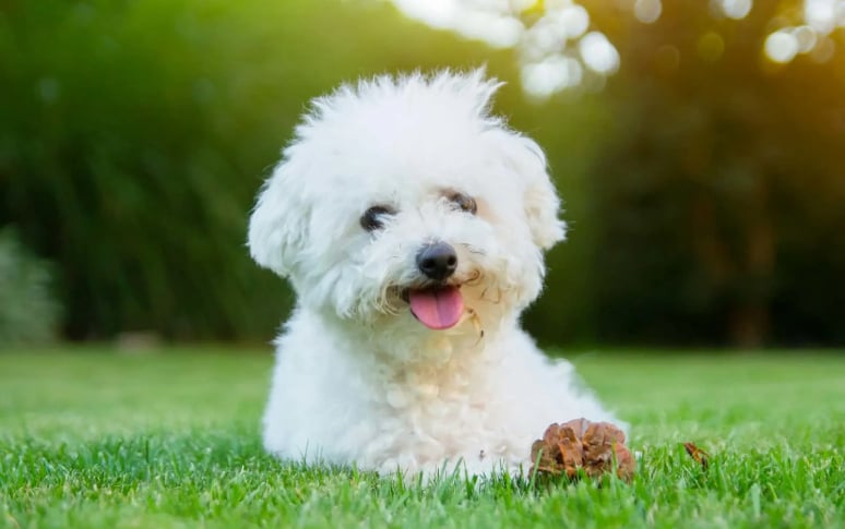 1. Bichon Frise