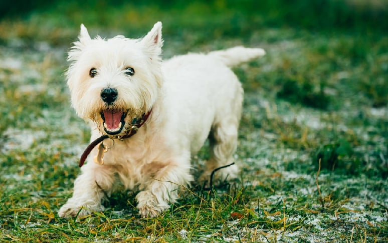 10. West Highland White Terrier