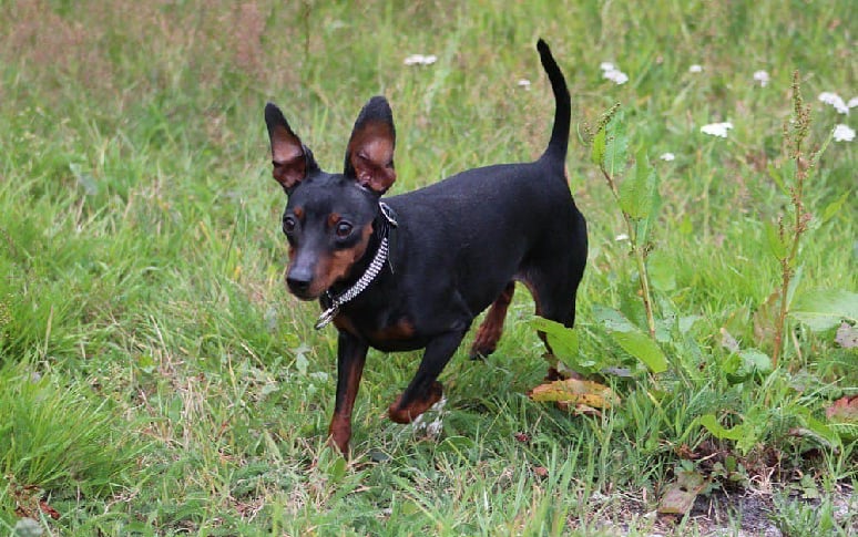 11. Miniature Pinscher