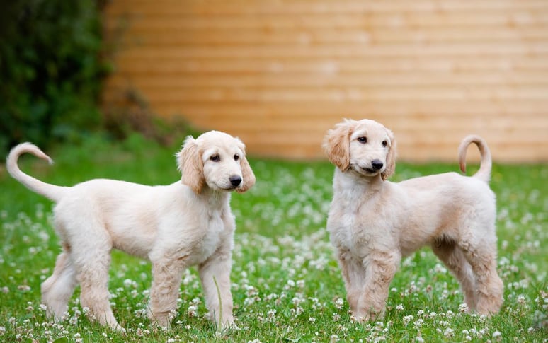 12. Afghan Hound