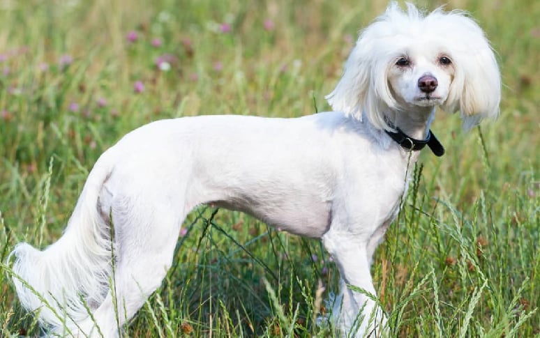 13. Chinese Crested