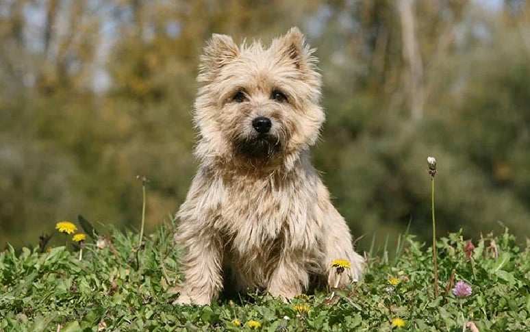 14. Cairn Terrier