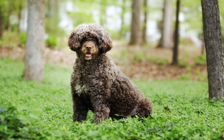 15. Portuguese Water Dog