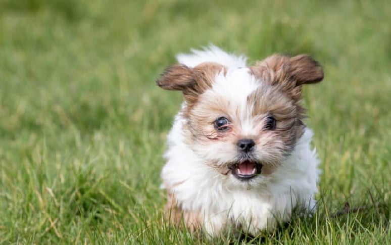 2. Shih Tzu