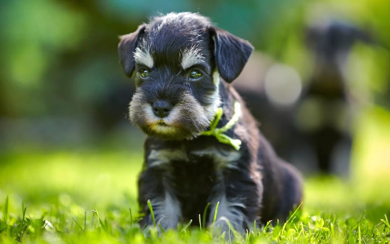 4. Schnauzer