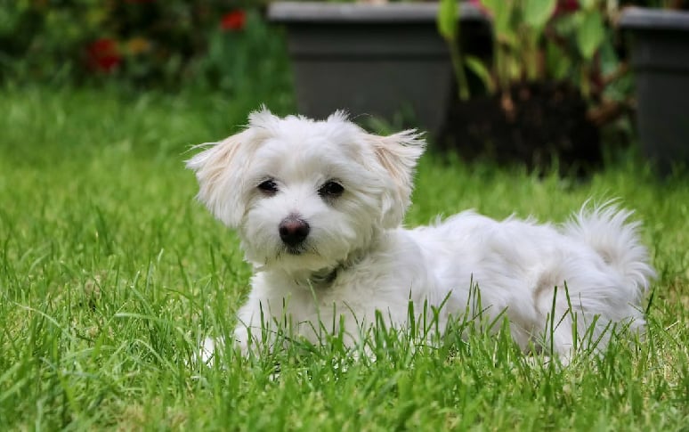 5. Maltese