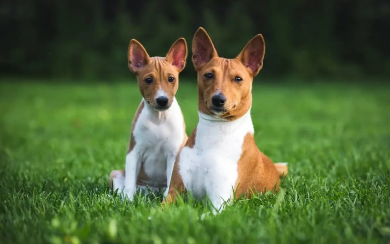 6. Basenji