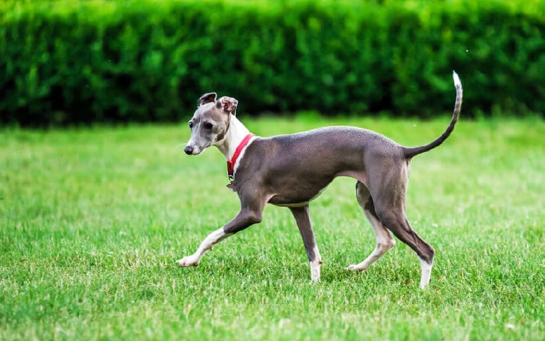 7. Italian Greyhound