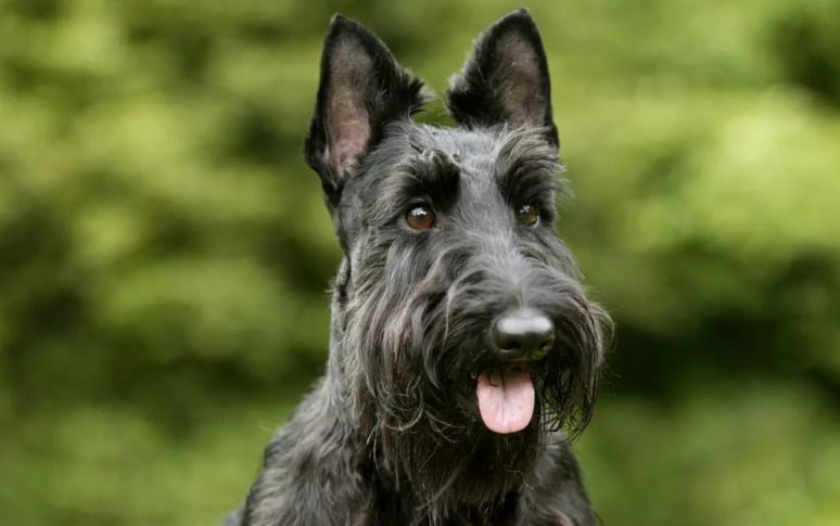 8. Scottish Terrier