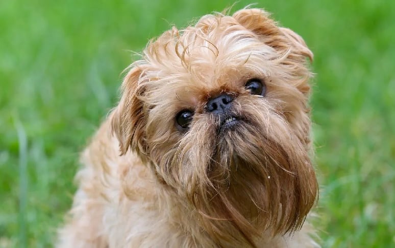 9. Brussels Griffon