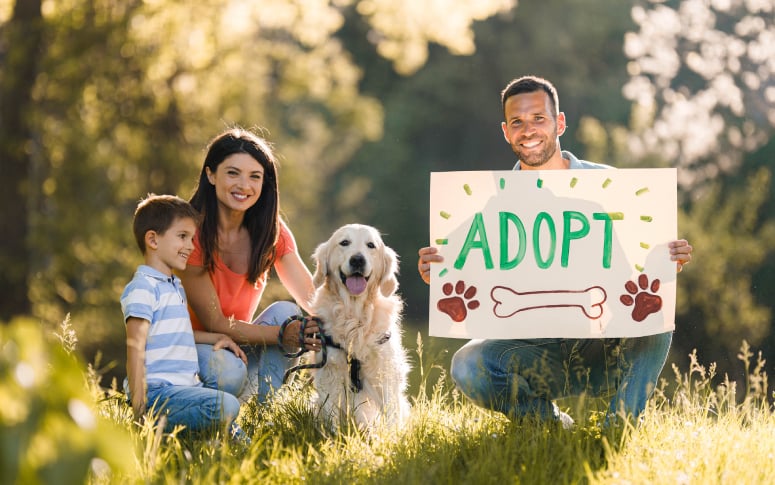 Step 3: The Adoption Process