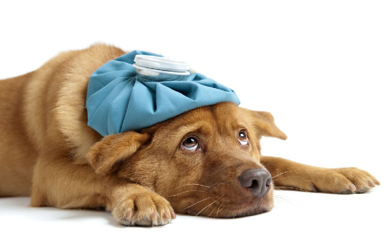 1. Cancer Is Alarmingly Common In Dogs