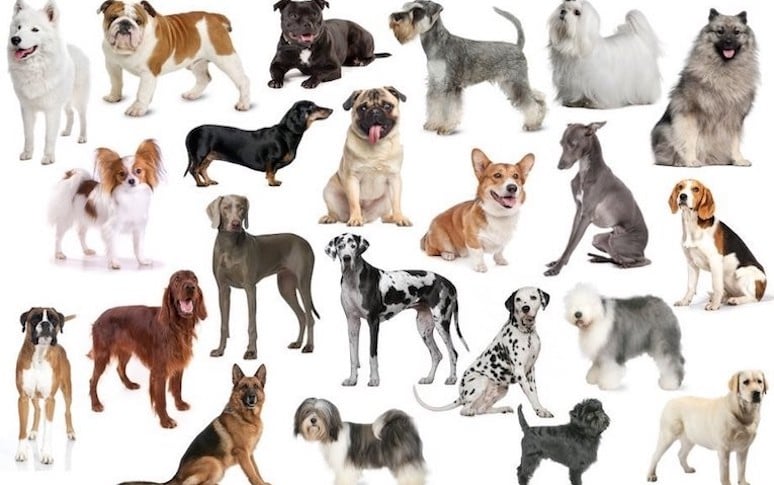 1. Find the suitable breed