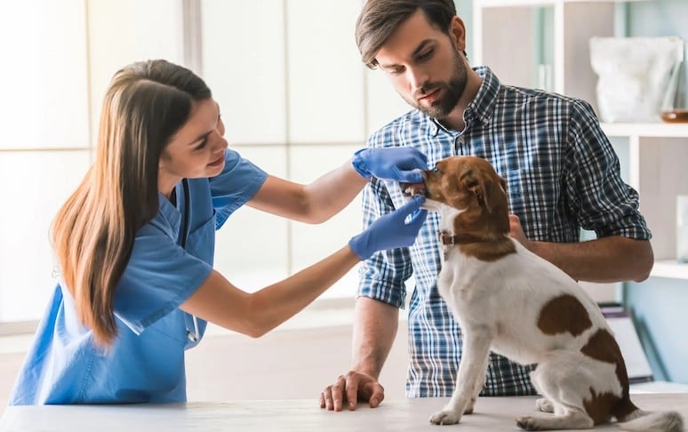 5. Find a trustworthy vet