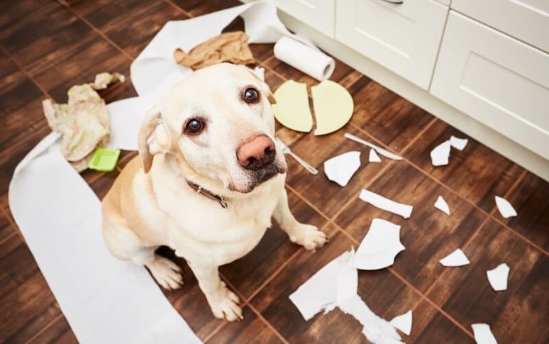 6. Make sure your house is dog-proofed