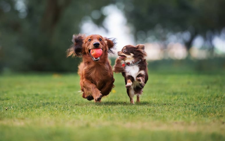 4. Not Socializing Your Puppy Early