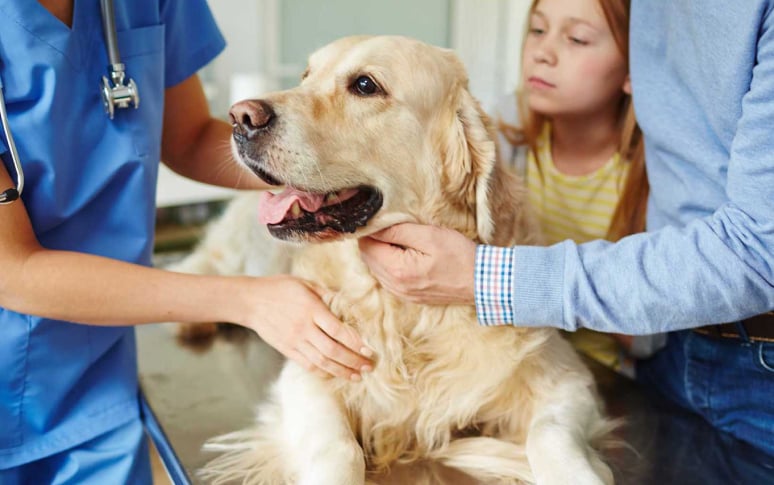 2. What's The Significance Of Identifying Your Dog's Blood Type?