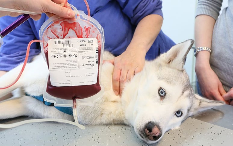 6. Dog Blood Bank And Blood Donation