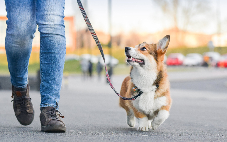 2. Factors Influencing Walk Duration And Frequency