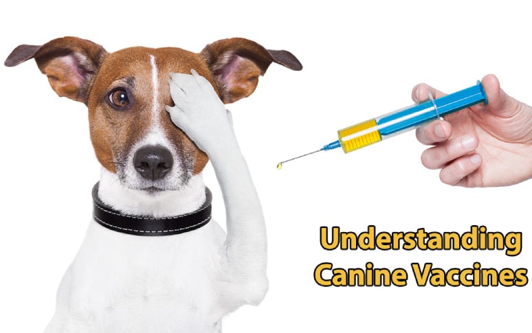 What exactly are dog vaccinations?