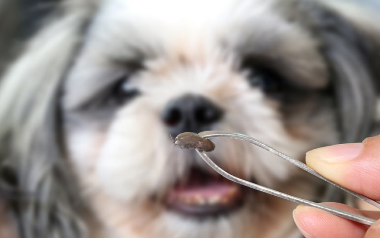 1. Understanding Fleas And Ticks