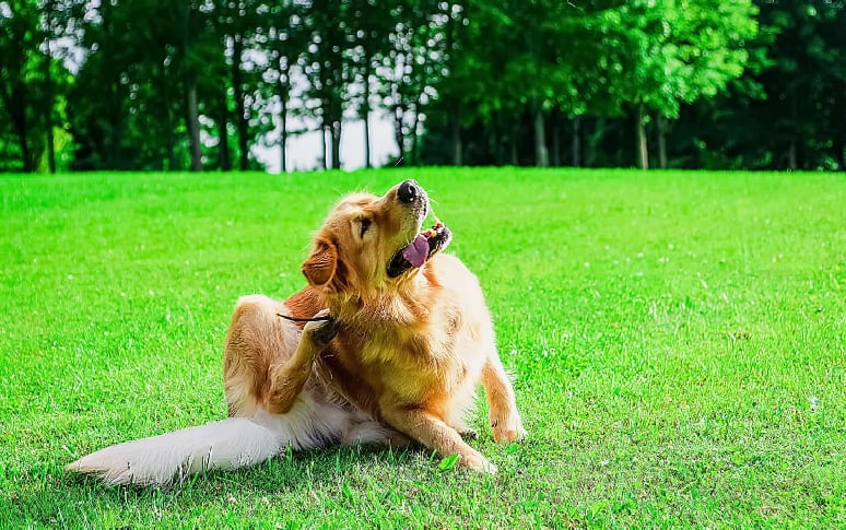 4. Choosing The Right Flea And Tick Protection