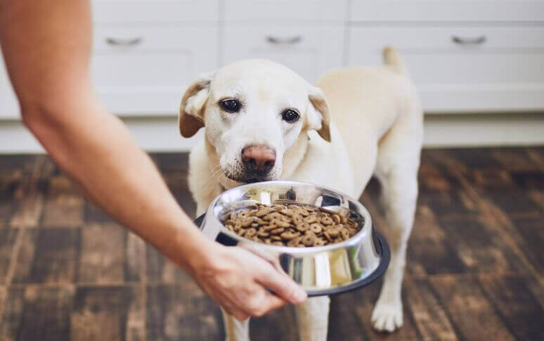 How often should we feed our dogs?