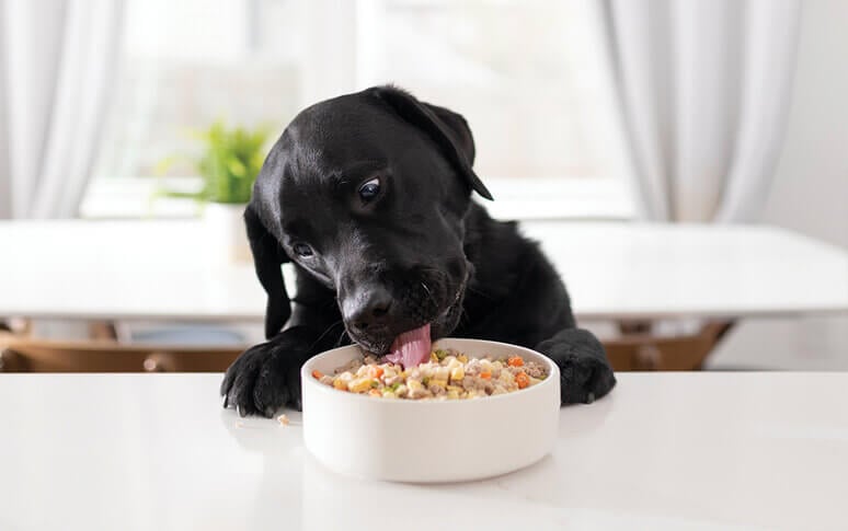 Other Tips And Tricks For Feeding Dogs