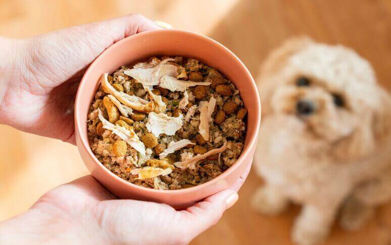 Foods And Substances You Should Never Feed Your Dog