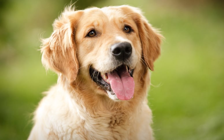 1. Golden Retriever