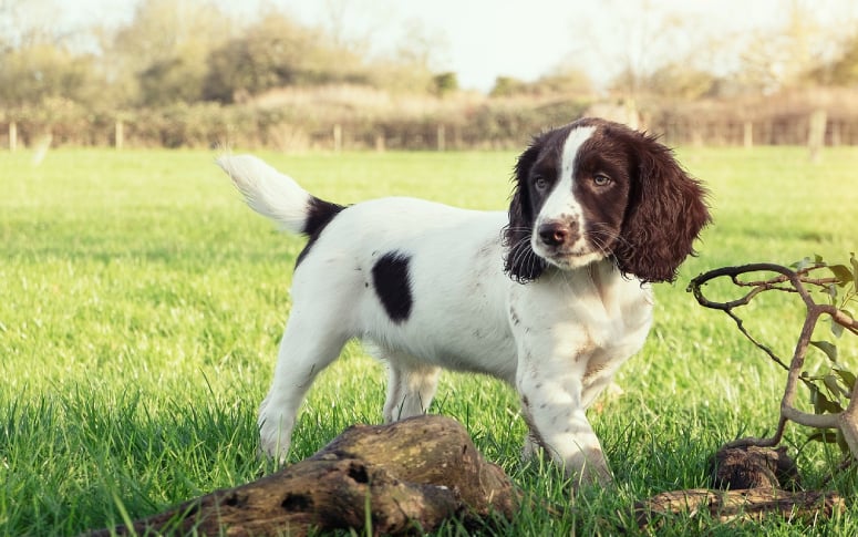 10. English Springer Spaniel