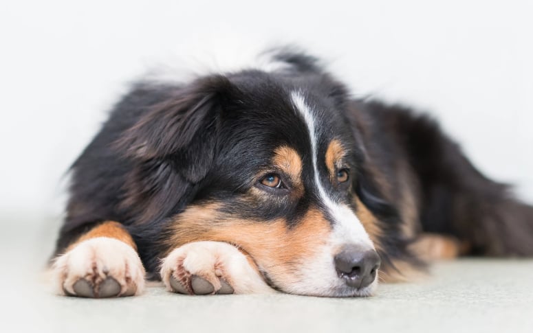 2. Australian Shepherd