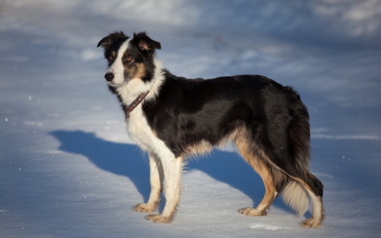 3. Border Collie