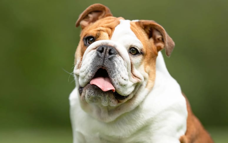 4. Bulldog