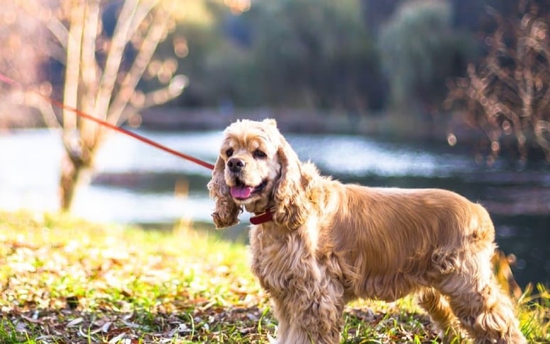 5. Cocker Spaniel