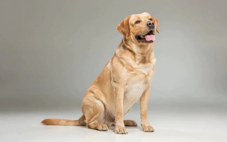 6. Labrador Retriever